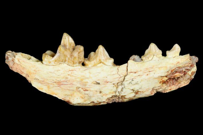 Fossil Bear Dog (Cynodictis) Jaw Section - Occitanie, France #181281